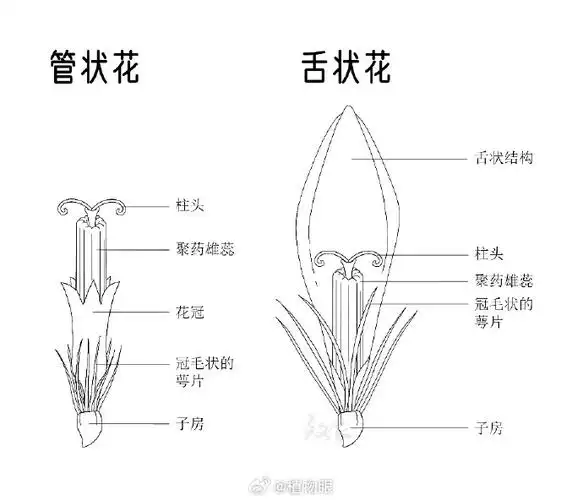 #微博公开课##蘑菇头看世界#