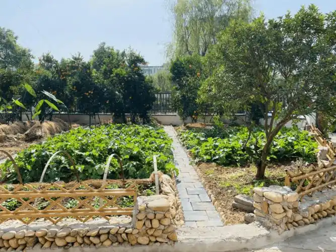 一米菜园 庭院改造 美丽城镇焕发新颜