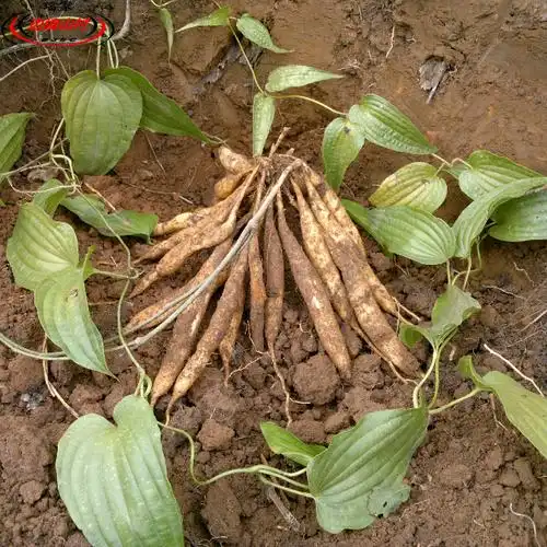 云南版纳特产 瑶家新鲜中药材 百部 嗽药 百条根 山百根 药虱药