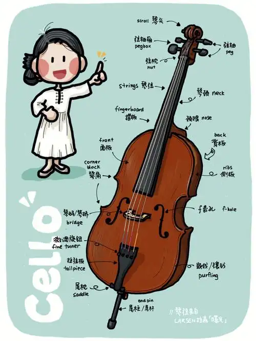 今天是学习笔记大提琴结构一览