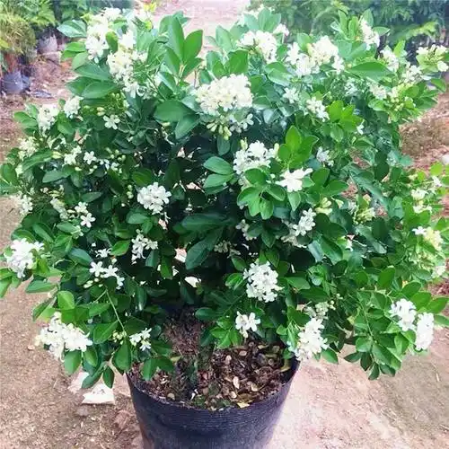 七里香图片(周杰伦七里香图片)