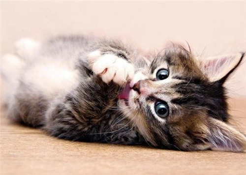 乖巧可爱的萌猫图片_可爱超萌的猫猫