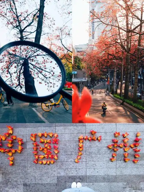 落了一地的木棉花从小认识木棉花但是第一次知道木棉花语珍惜眼前人