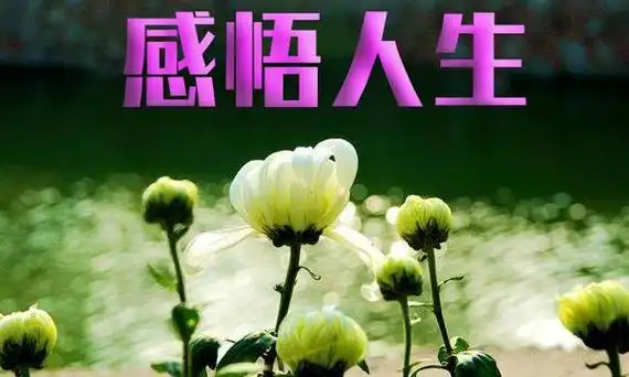 精辟人生感悟句子精辟人生感悟的句子