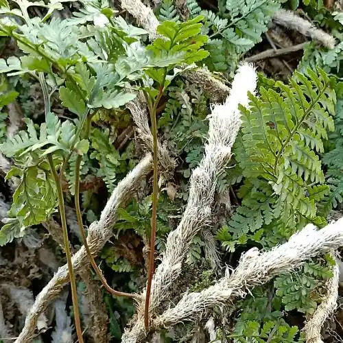 山里有1种"白毛蛇",叶子像蕨菜,用处十分多,古人常去采挖它_花友_植物