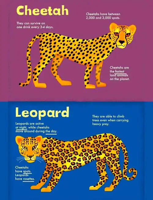 这本绘本帮你轻松分辨傻傻分不清的动物