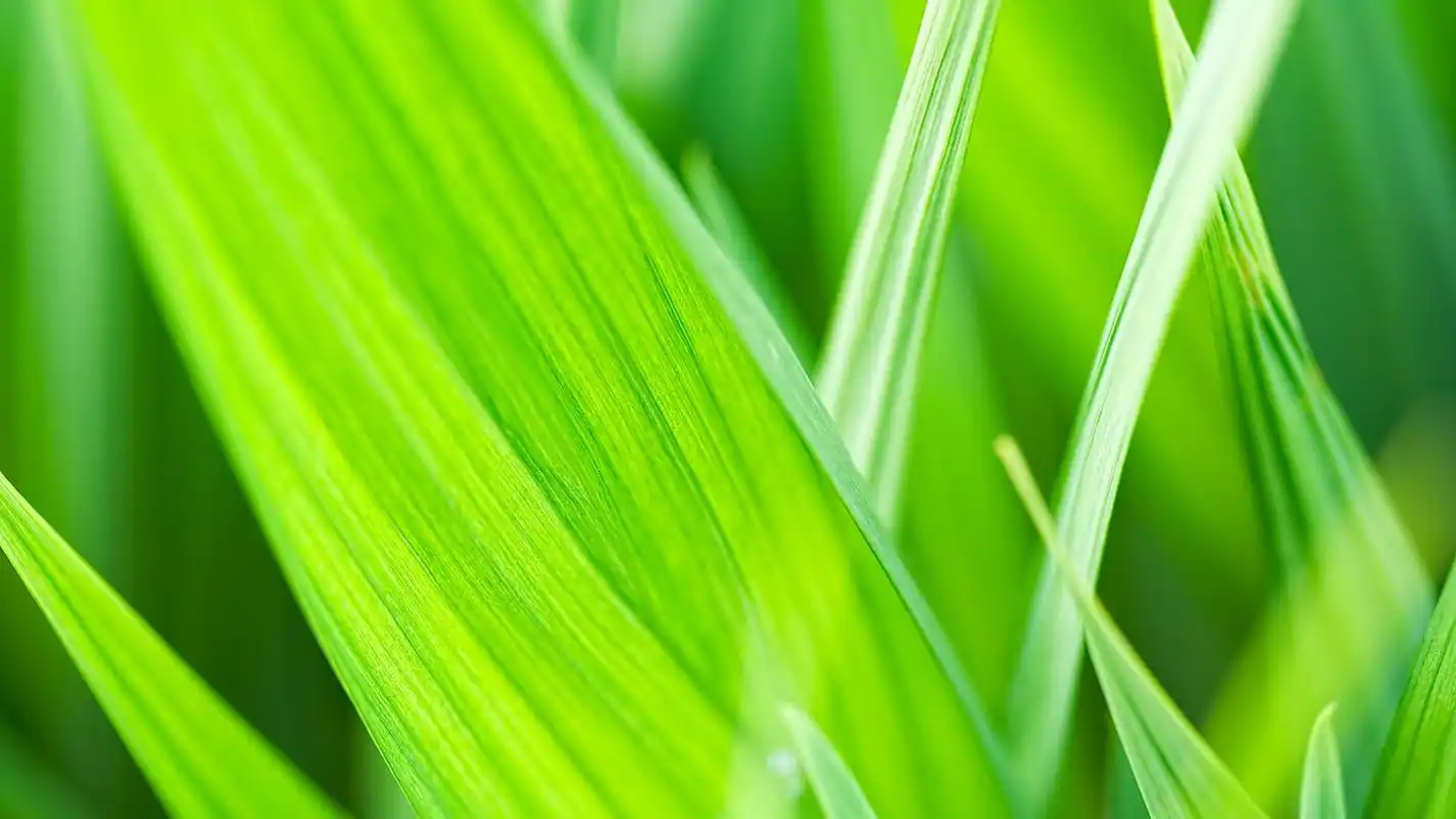 > 春天桌面壁纸之可爱的绿绿小草叶子(1920x 1080)