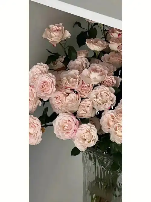 ins风漂亮玫瑰花花壁纸1