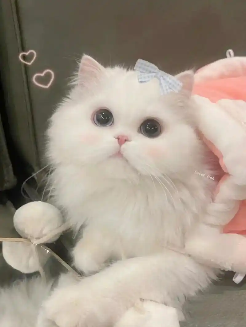 可爱的猫咪图片