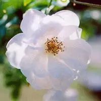 好看的微信头像花草【点击鼠标右键下载】