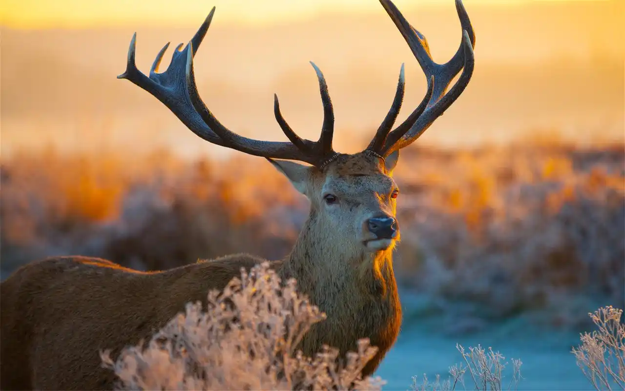 夕阳黄昏下的麋鹿高清动物图片桌面壁纸下载