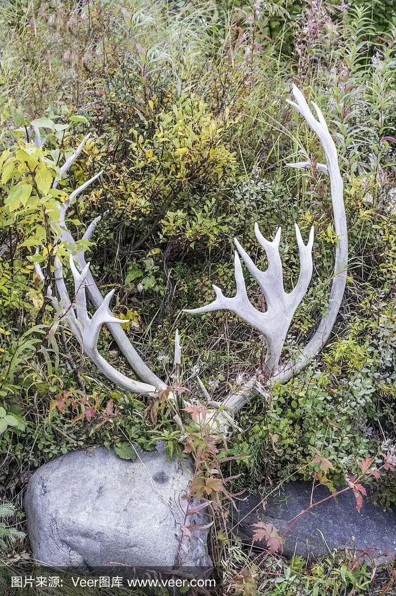 草地上的驯鹿角