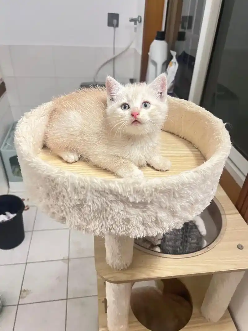 乳白弟弟找家长.#英短乳白 乳白弟弟 现在两个月 有驱虫 - 抖音