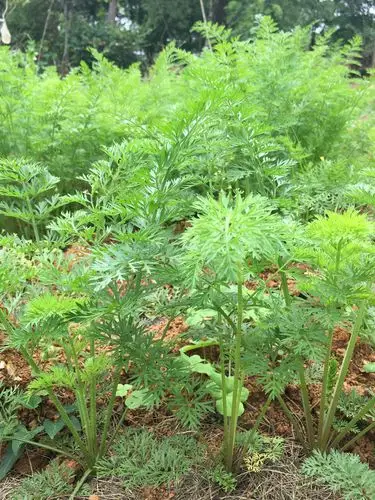 红萝卜 原来长这个样子 好神奇