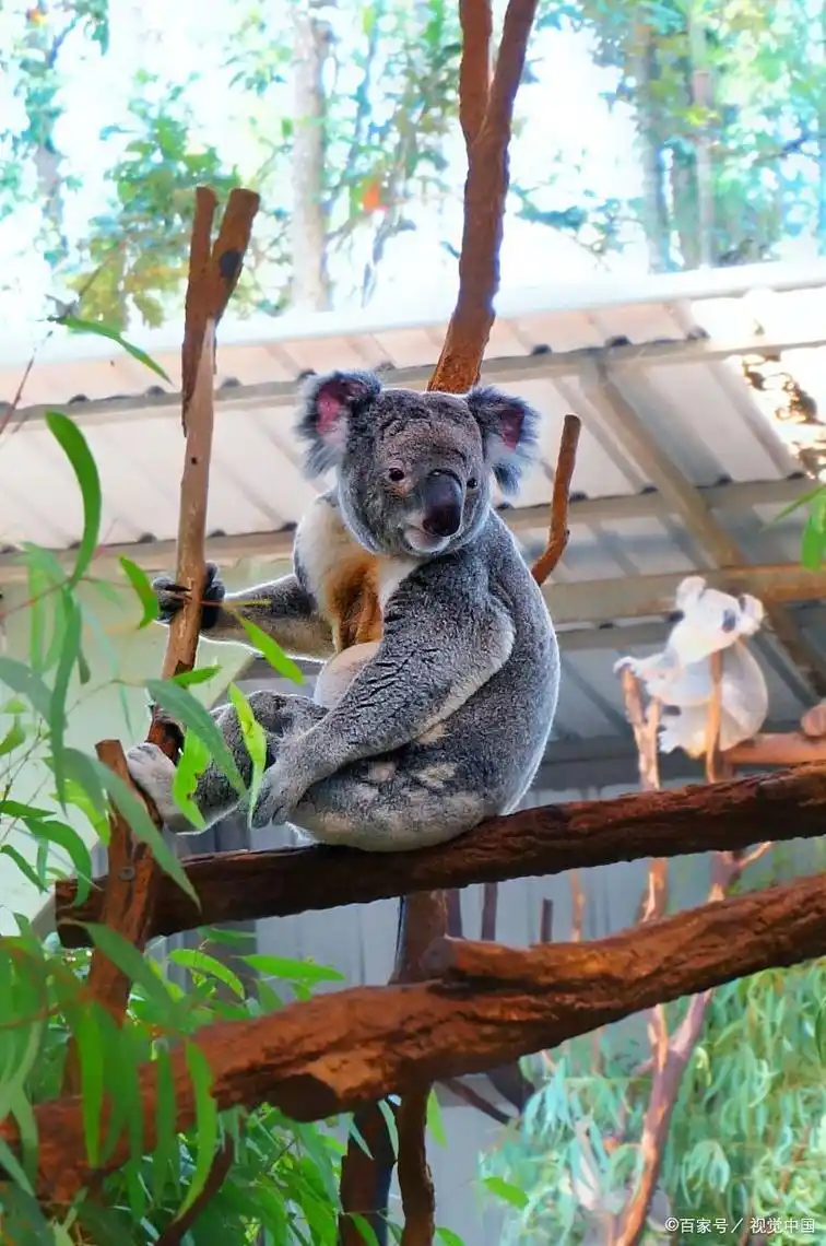 考拉是什么熊,真心不明白
