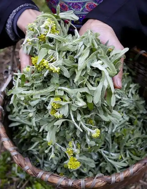 北京哪里艾灸做得好,产后艾灸去哪里做