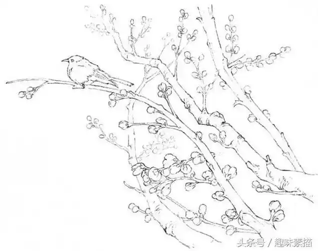零基础素描教程|高尚的心-腊梅