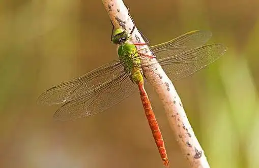绿蜻蜓有什么功效和作用