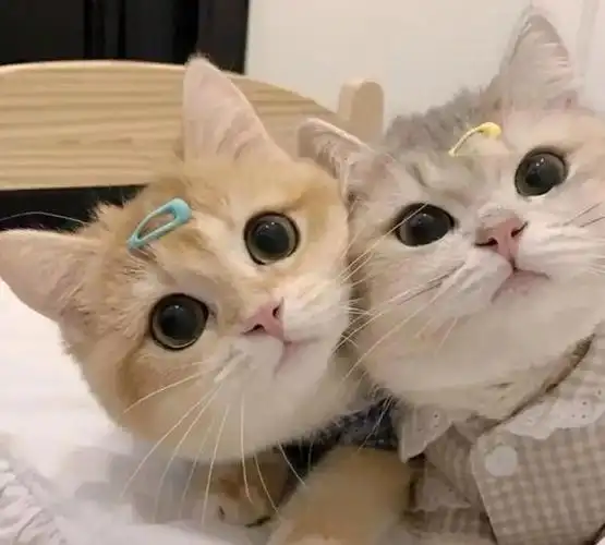 可爱猫咪qq头像(可爱猫咪情侣头像一对)-baijiali百科
