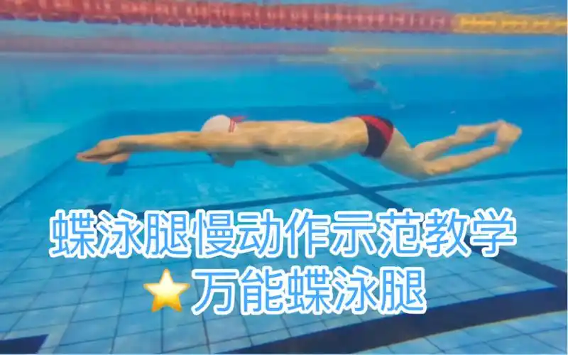 活动  蝶泳腿慢动作示范教学(初学版)82万能蝶泳腿