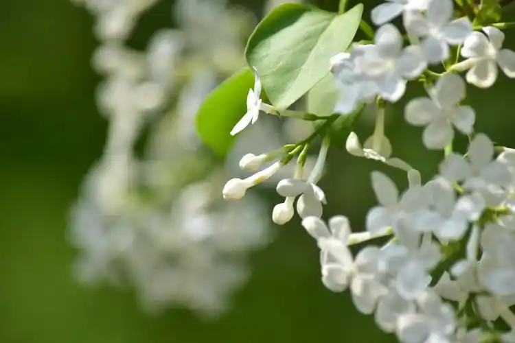 洁白的丁香花
