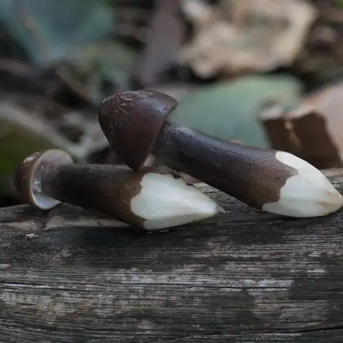 现货新鲜黑皮鸡枞菌云南特产精选鸡纵鸡棕菌菇菌子食用蘑菇500克 黑皮