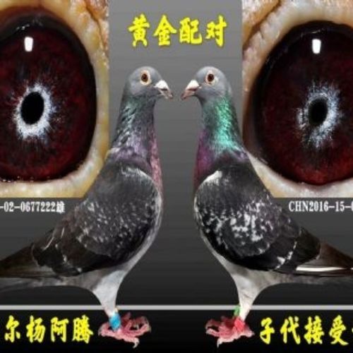 鸽子外国圆环鸽信鸽赛鸽成绩鸽种鸽血统鸽鸽子活体成年种鸽异色鸽【15