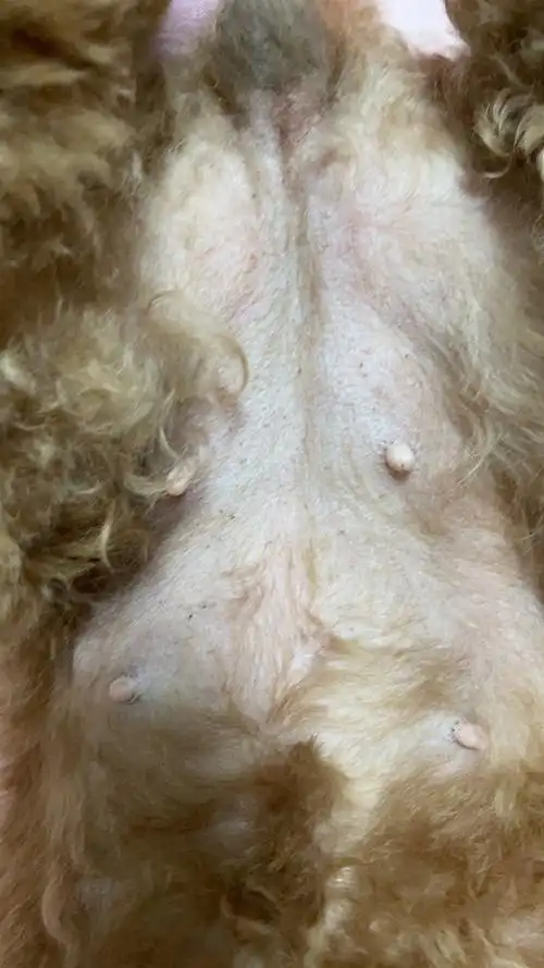 请看一下我家狗狗的肚子