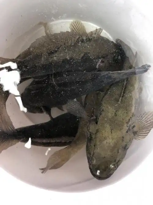 鲜活笋壳鱼沙塘鳢700g750g现杀冰冻活寄不包售后115125