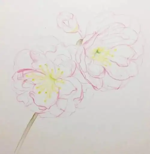 彩铅| 十五分钟学会画彩铅樱花