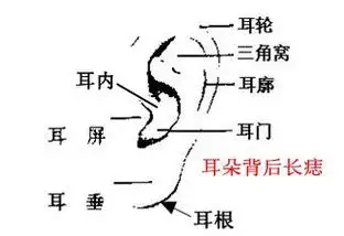 男人耳朵长痣面相图耳背有痣的男人易犯小人