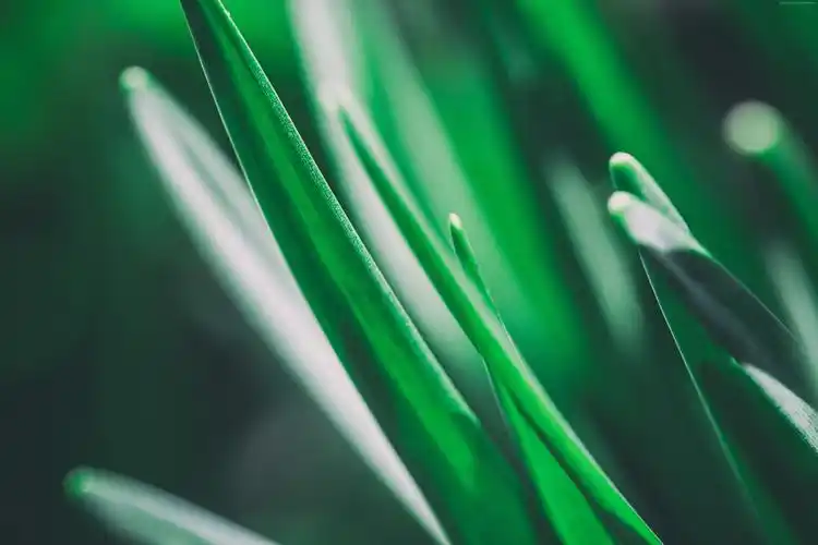 绿色草photographyplantsnaturemacrodepthoffieldgreengrass壁纸图片