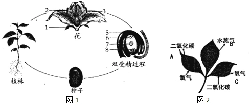 8.如图1是被子植物繁殖过程的示意图,请根据所学的知识回答相关问题.