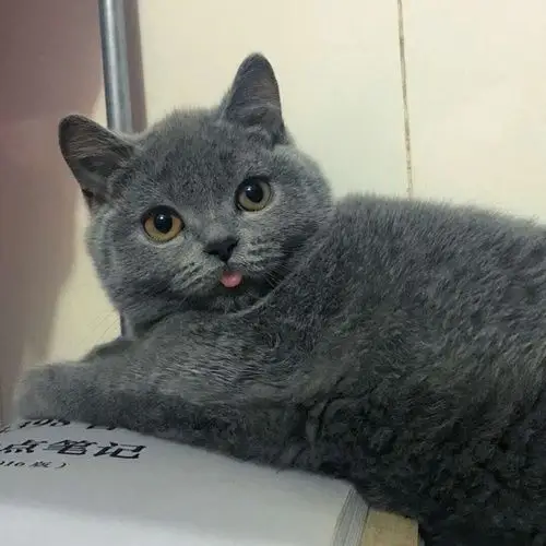 蓝猫弟弟3个半月疫苗齐全,找新家长了～喜欢的请联...