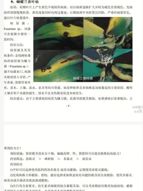 蝴蝶兰病害防治大全818多图中