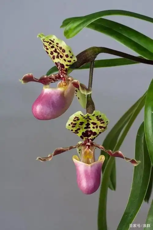 斑斓艳丽的亨利兜兰