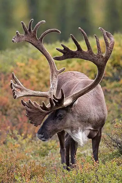 北美驯鹿图片_全景网