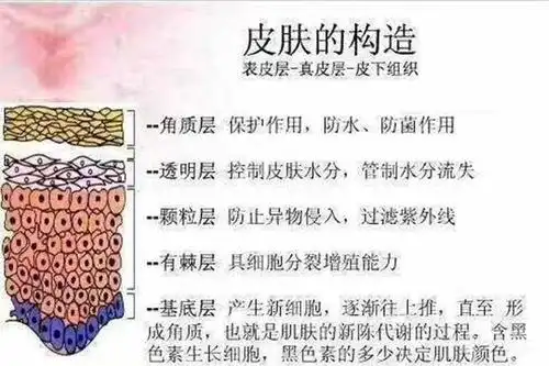 人的皮肤分为五层