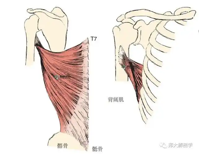 肩部肌肉解剖分析大全(好文推荐)|前锯肌|菱形肌|肩胛|斜方肌_网易