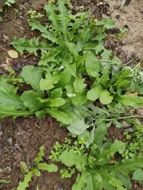 这么好的蒲公英我不敢吃