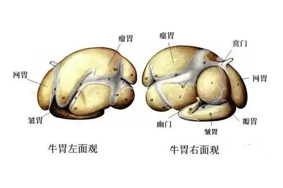 什么?牛居然有四个胃?