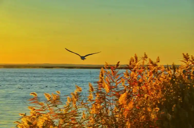 居延海日出与海鸥