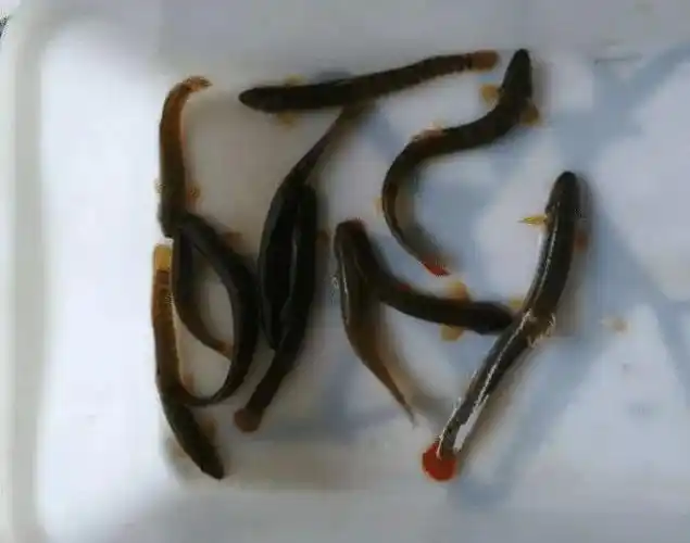 名贵钢鳅曾被拿来喂鸭子繁殖能力再强如今也接近消失