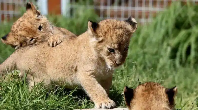 太萌啦!18年来首批小狮崽出生,动物园向公众征名,幸运者奖励$152门票