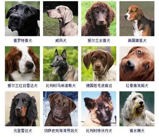 狗狗品种大全图片名字178种美国akc认证的狗狗