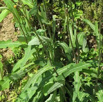 苣荬菜是人们熟悉的野生植物之一,别名还有苦菜,野苦菜,曲麻菜,小鹅菜