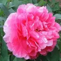 牡丹花照片做微信头像风景图片点击鼠标右键下载