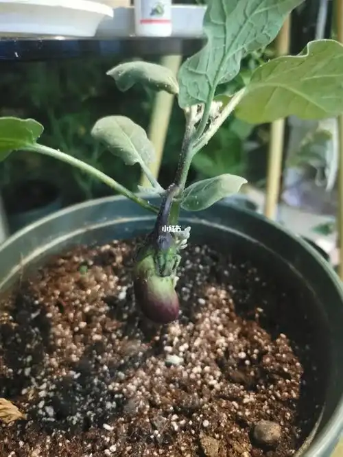 阳台茄子结果了