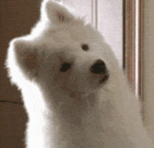 西施狗靠歪头杀走红,谁知是疾病后遗症,原来,歪头不止那么简单