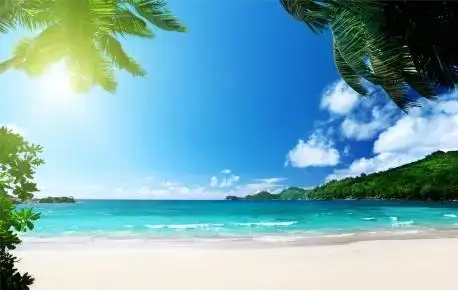 棕榈树,海洋,阳光,夏天海边风景图片